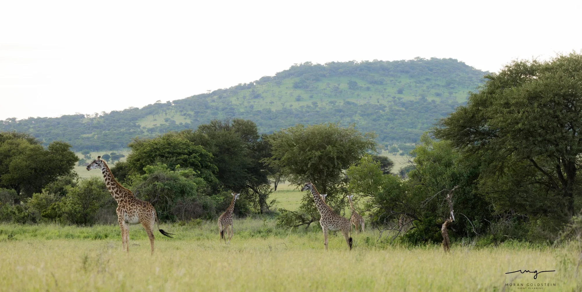 Giraffes at the forest edge