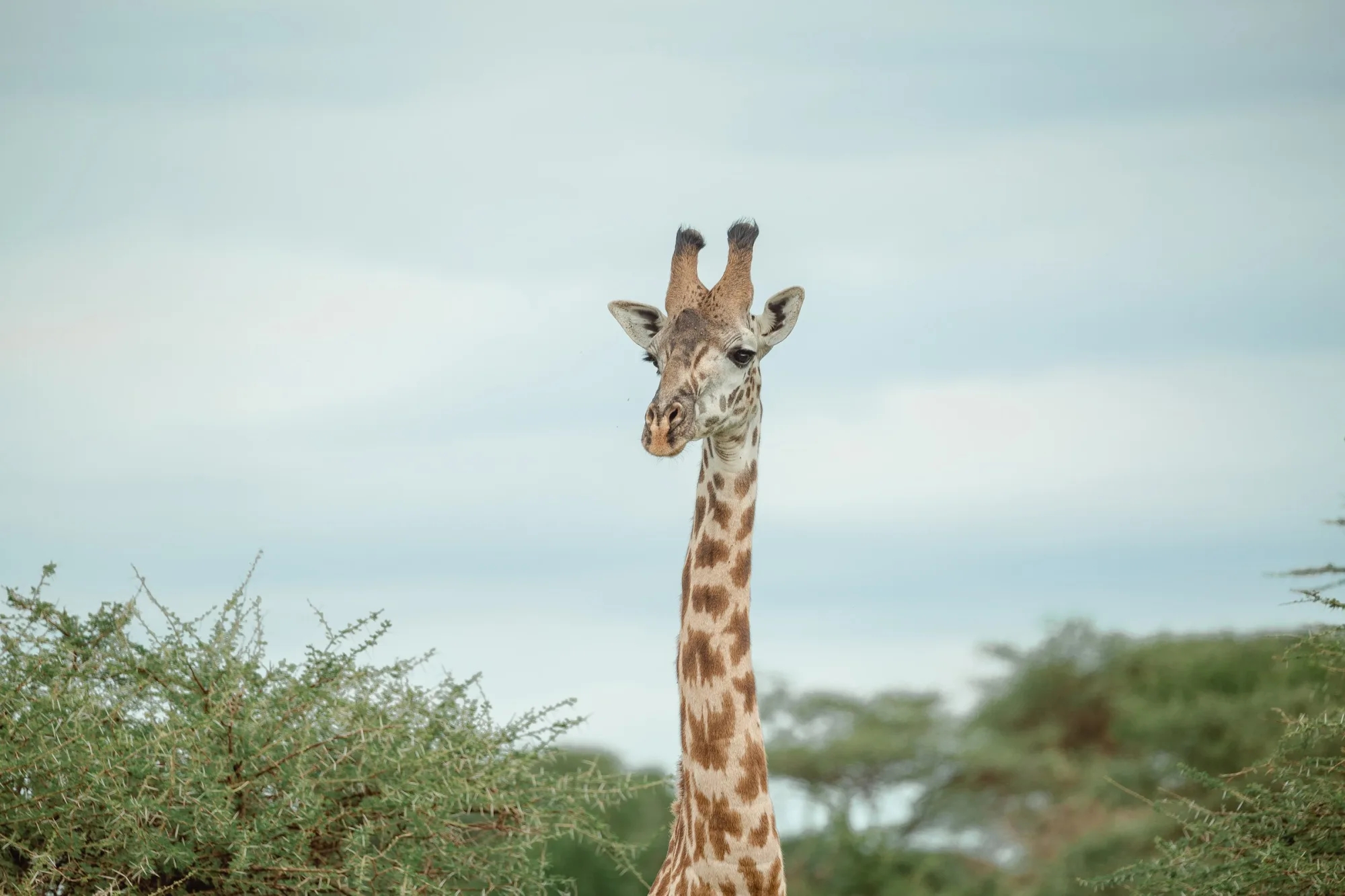 Above the acacias