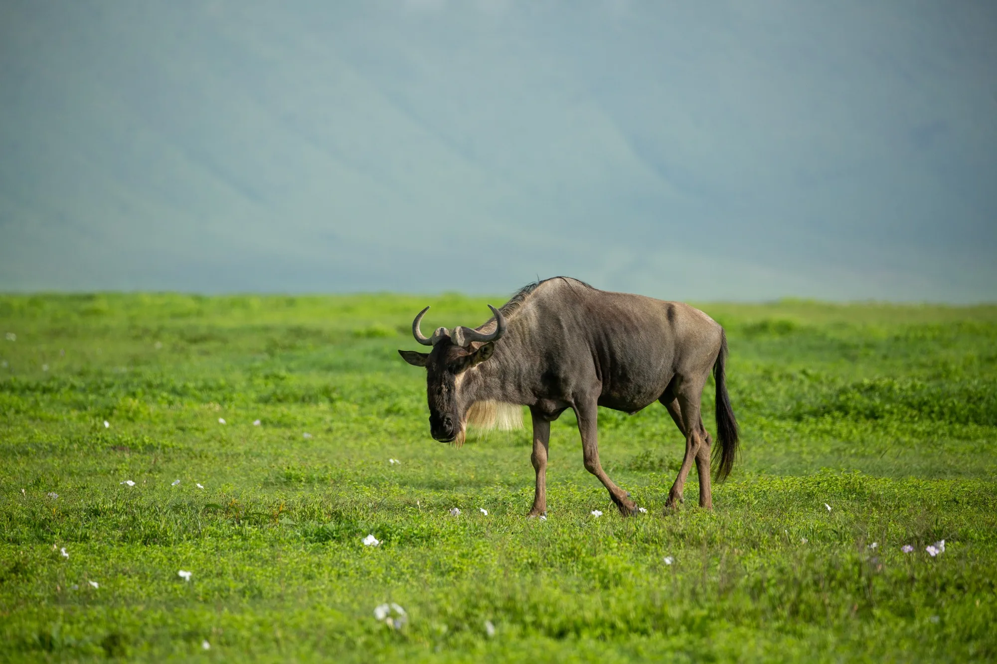 Grazing in the mist