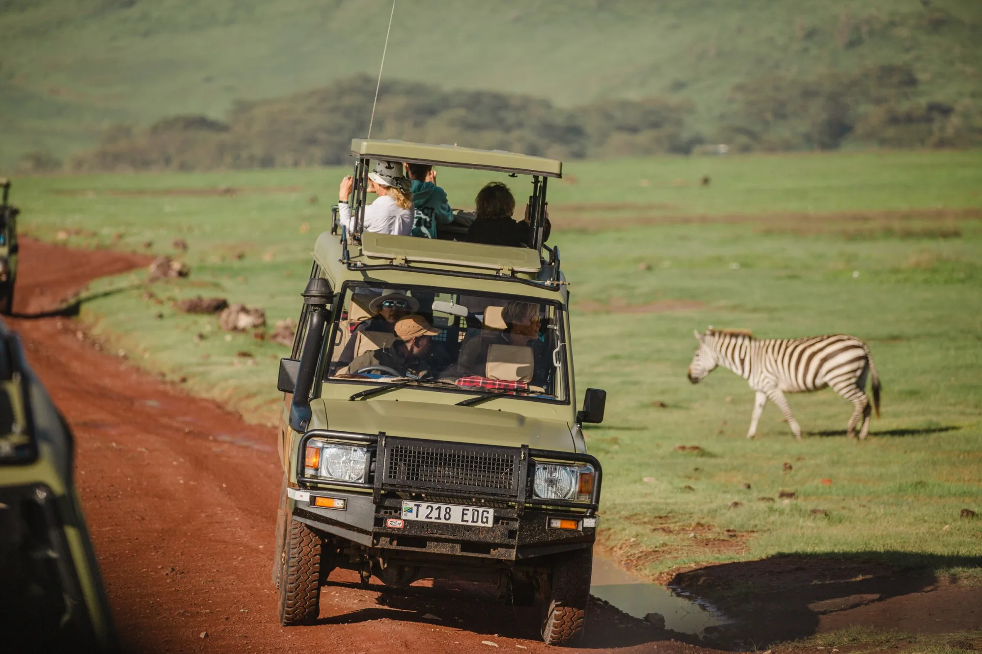 Zebra by the roadside