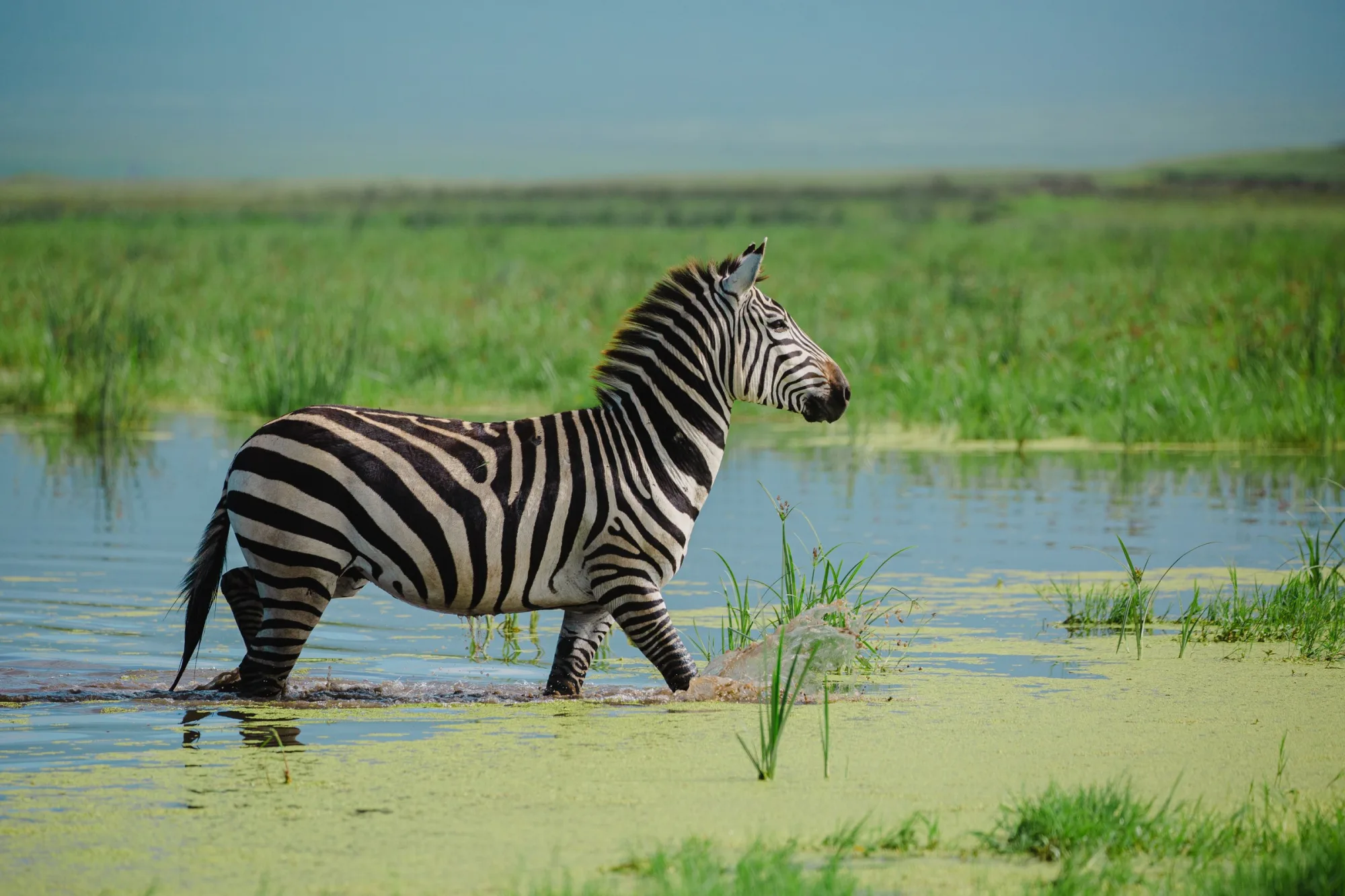 Wading zebra
