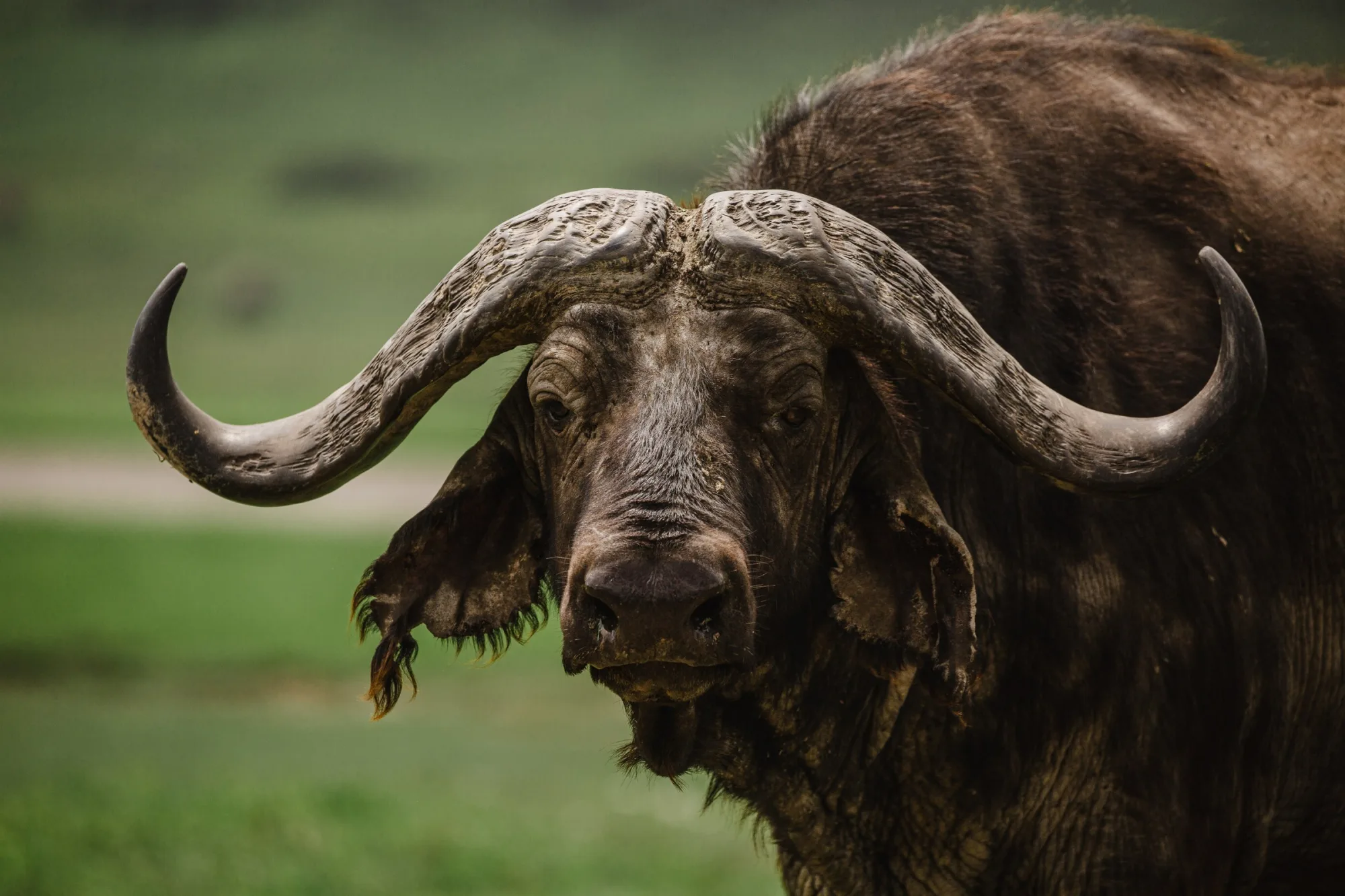 The buffalo stare