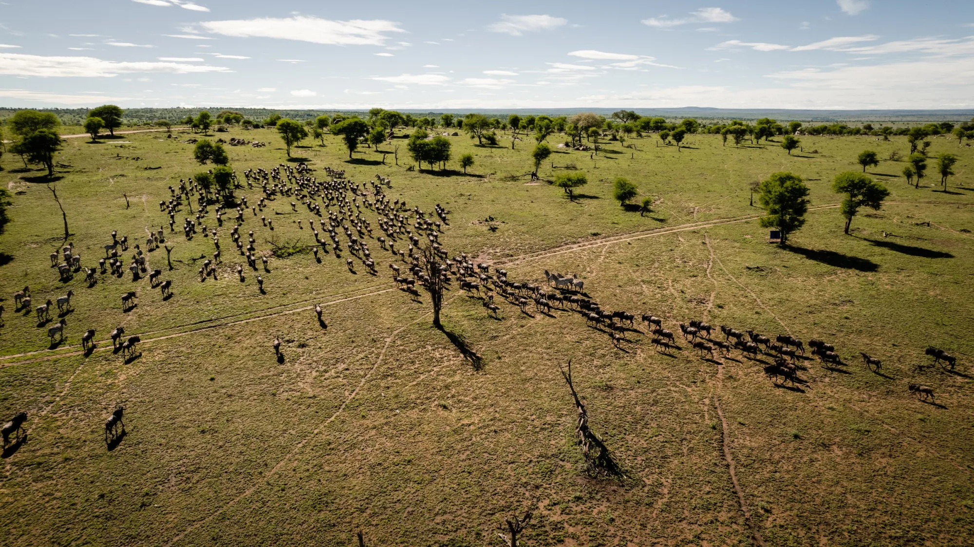 Herds from above