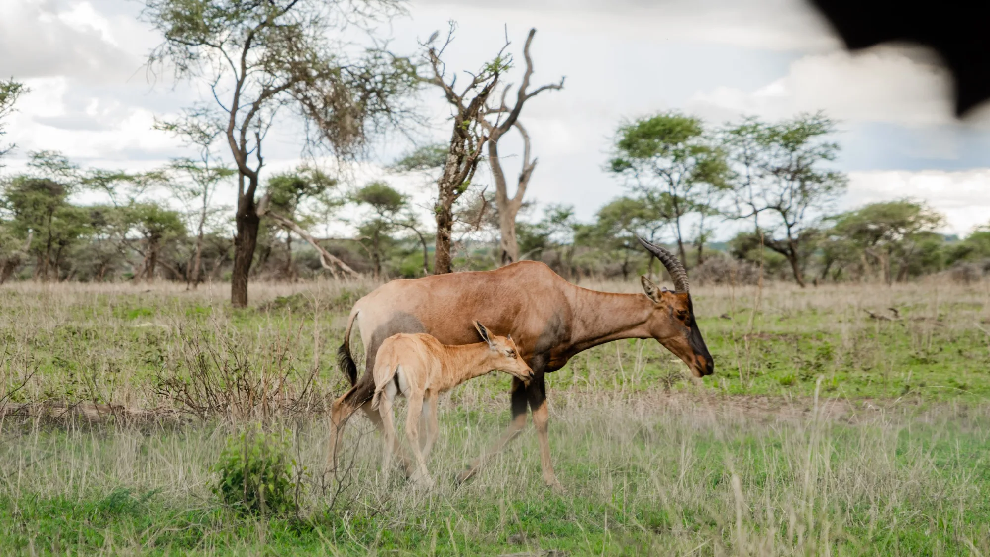 A topi and her calf