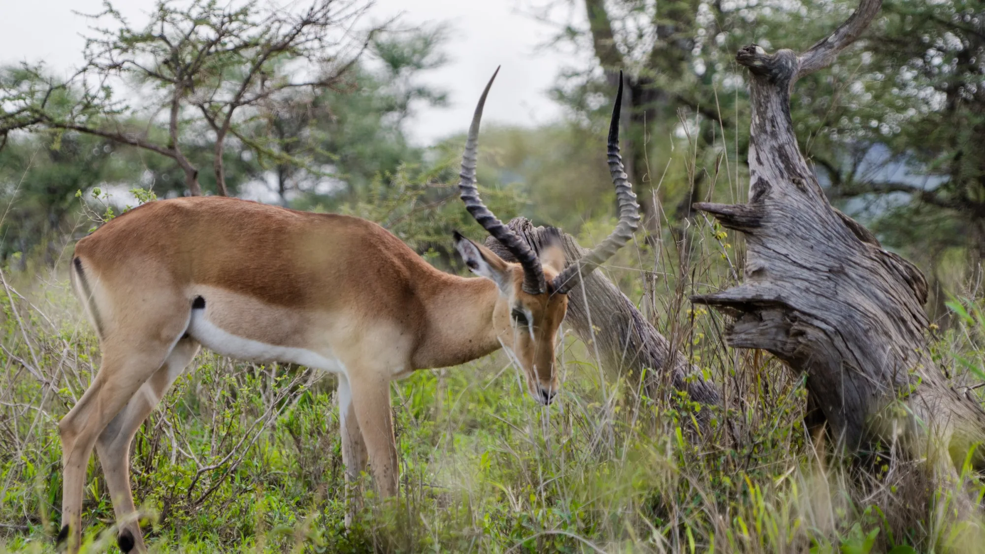 Impala in the thicket