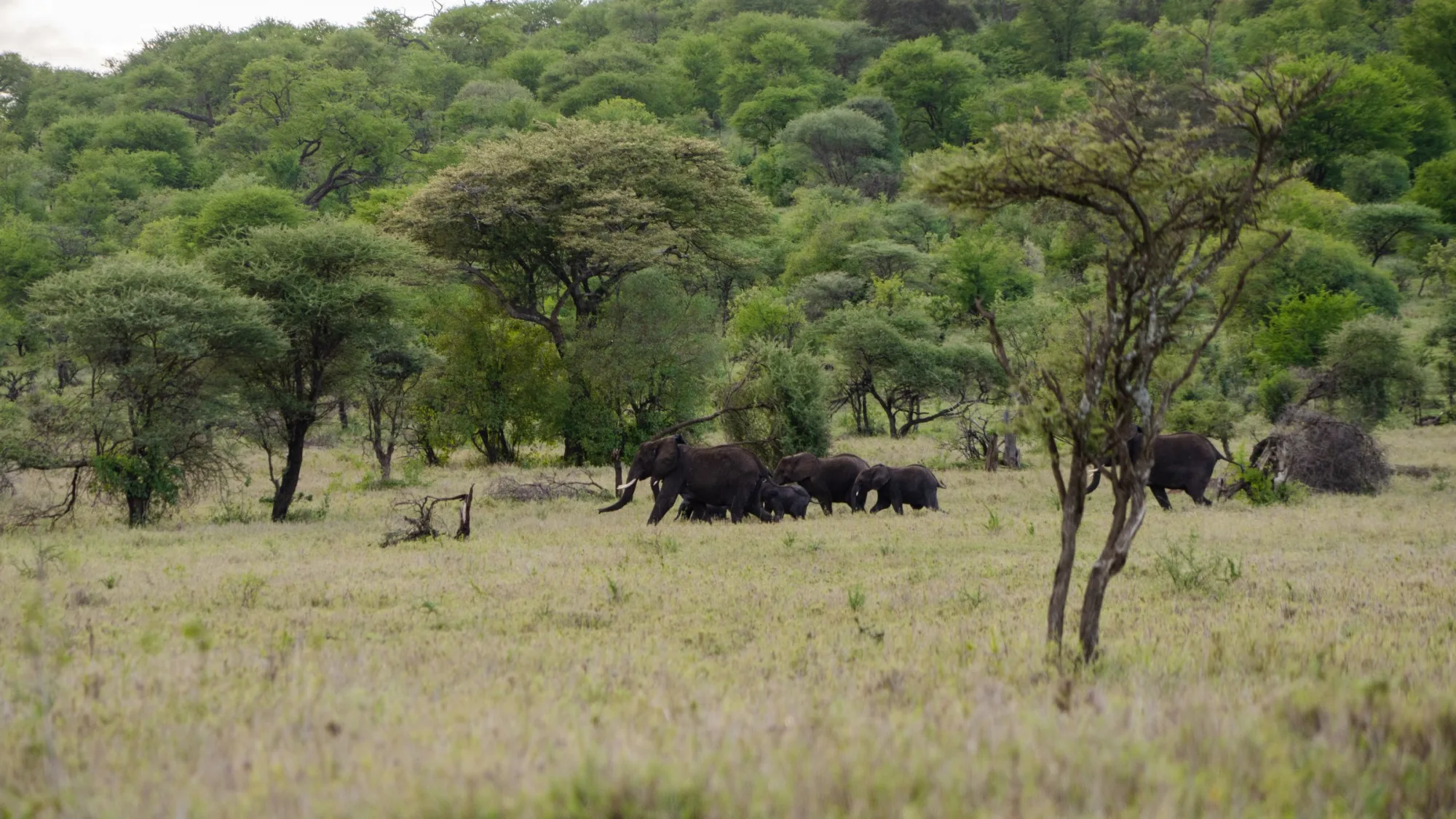 Elephants at the woodland edge