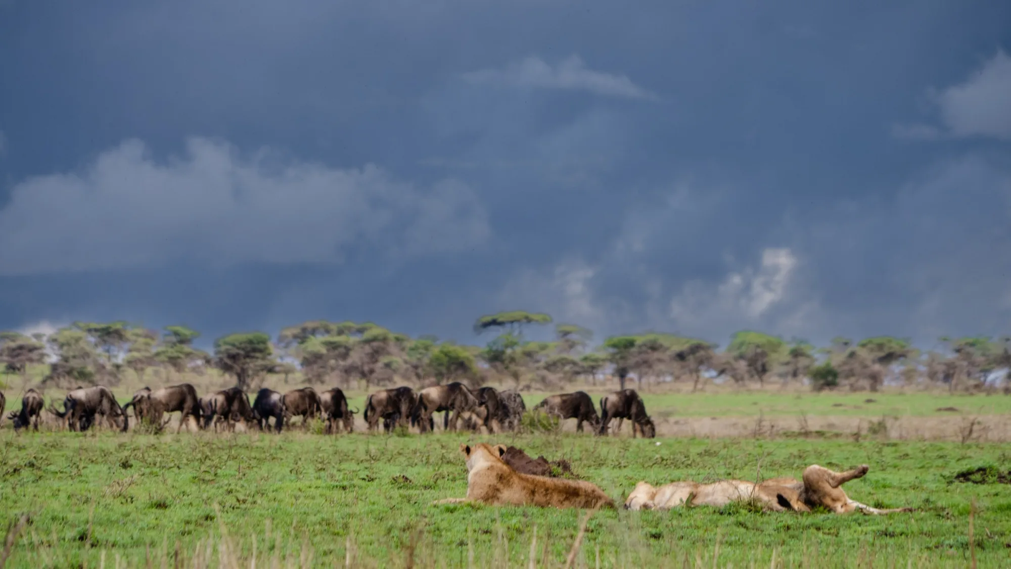 Lions on the grass