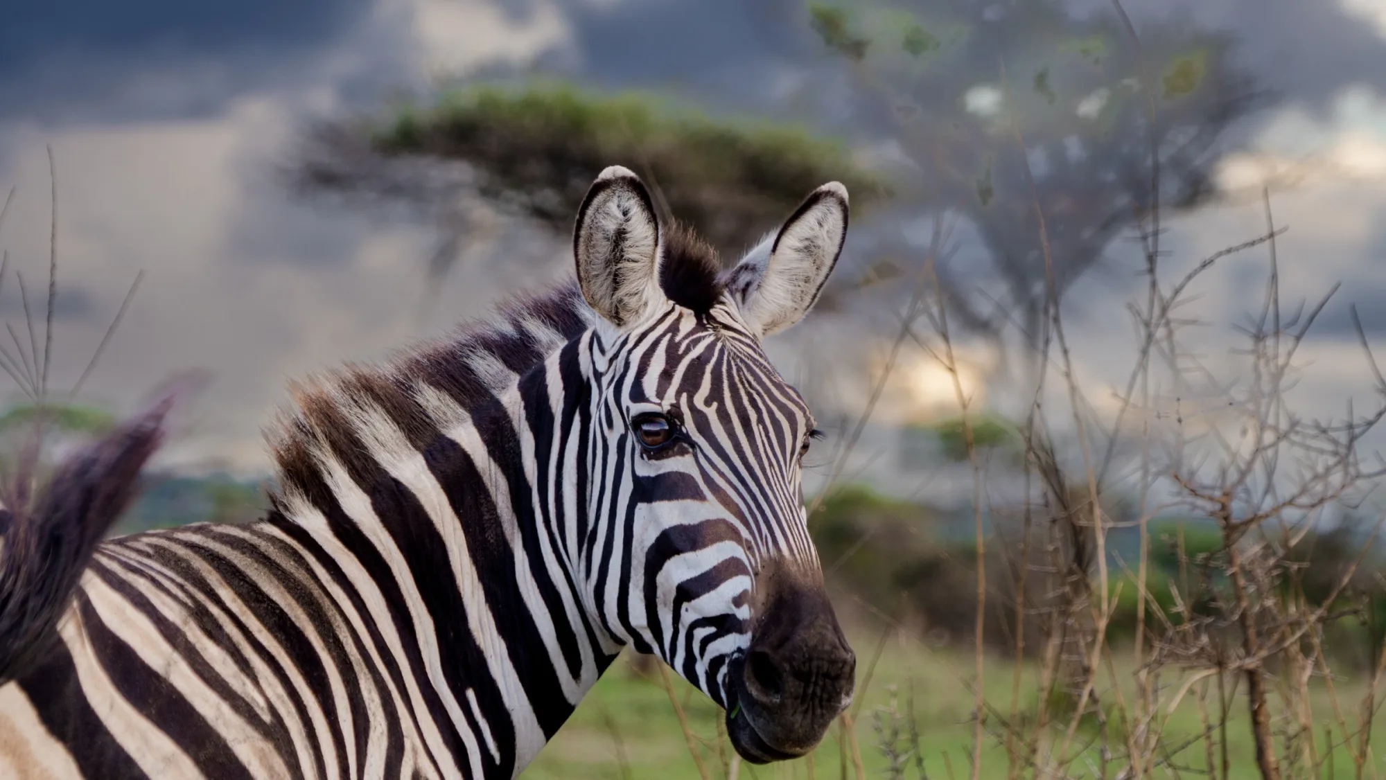 Close to a zebra