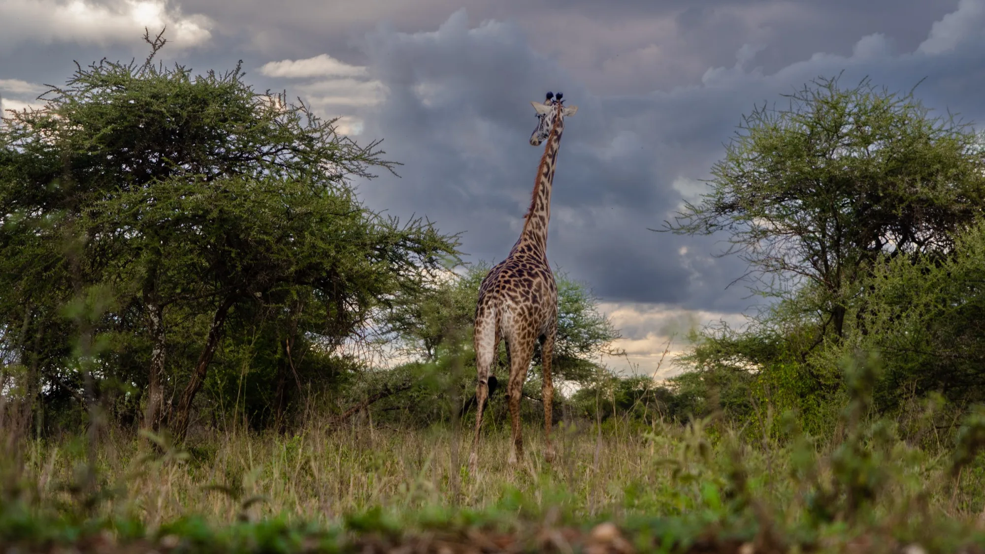 A giraffe between the trees