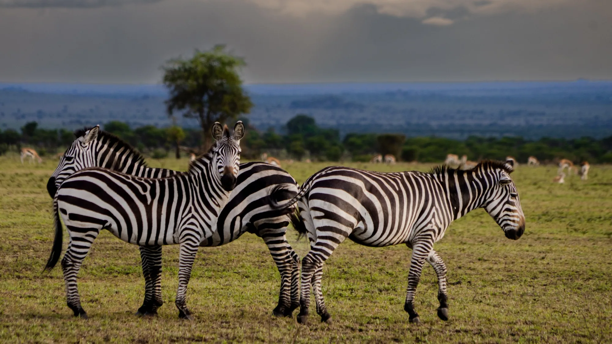 Zebras side by side