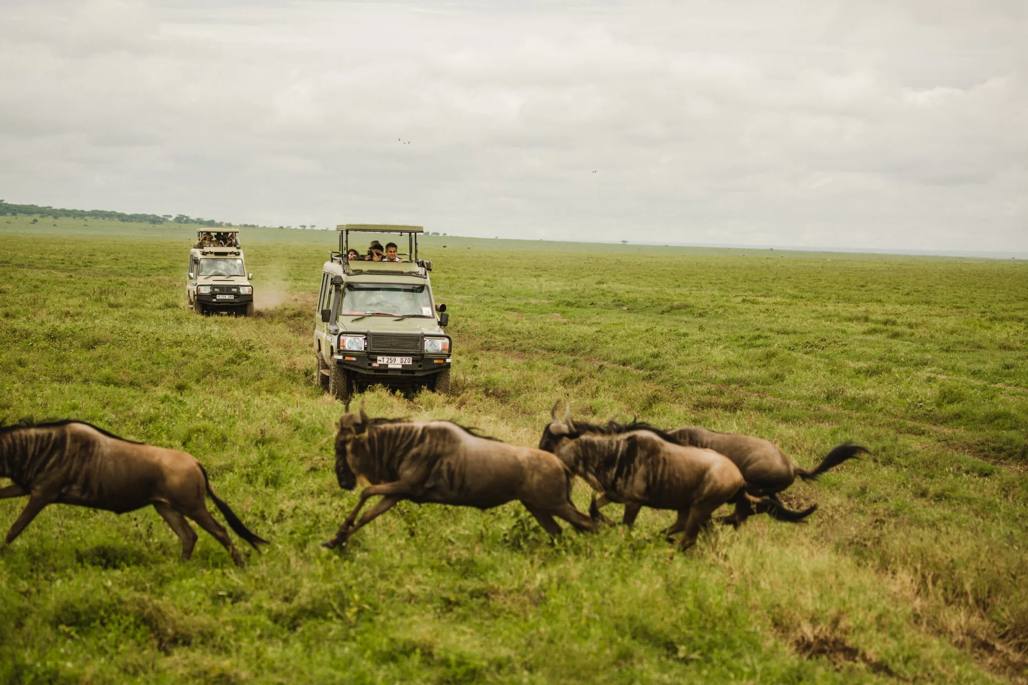 Wildebeest running