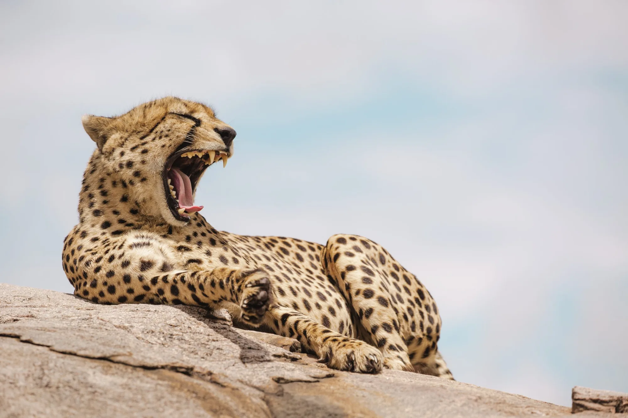 A cheetah's yawn