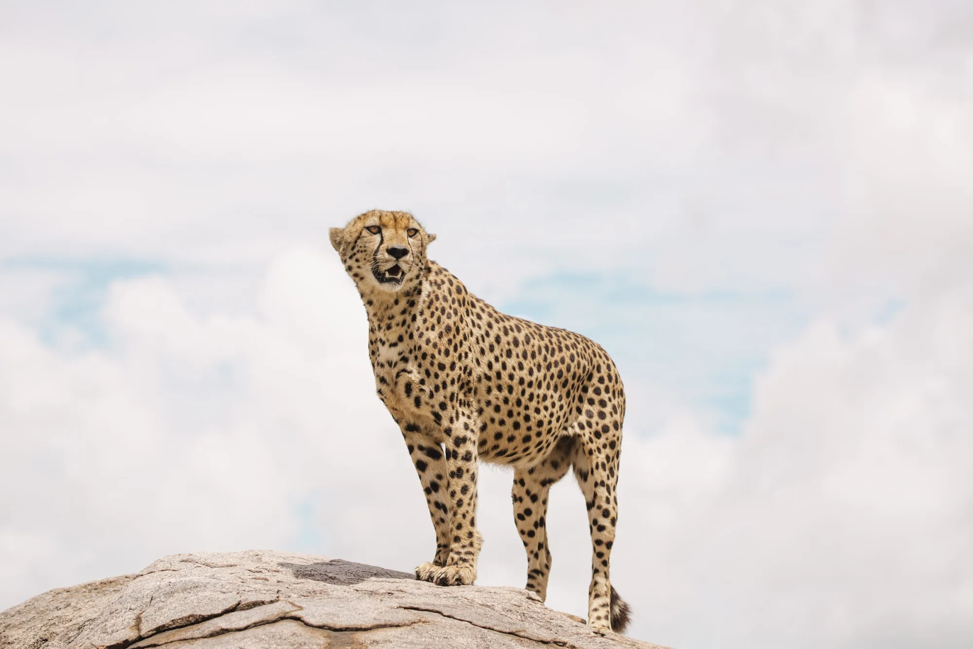 On the lookout