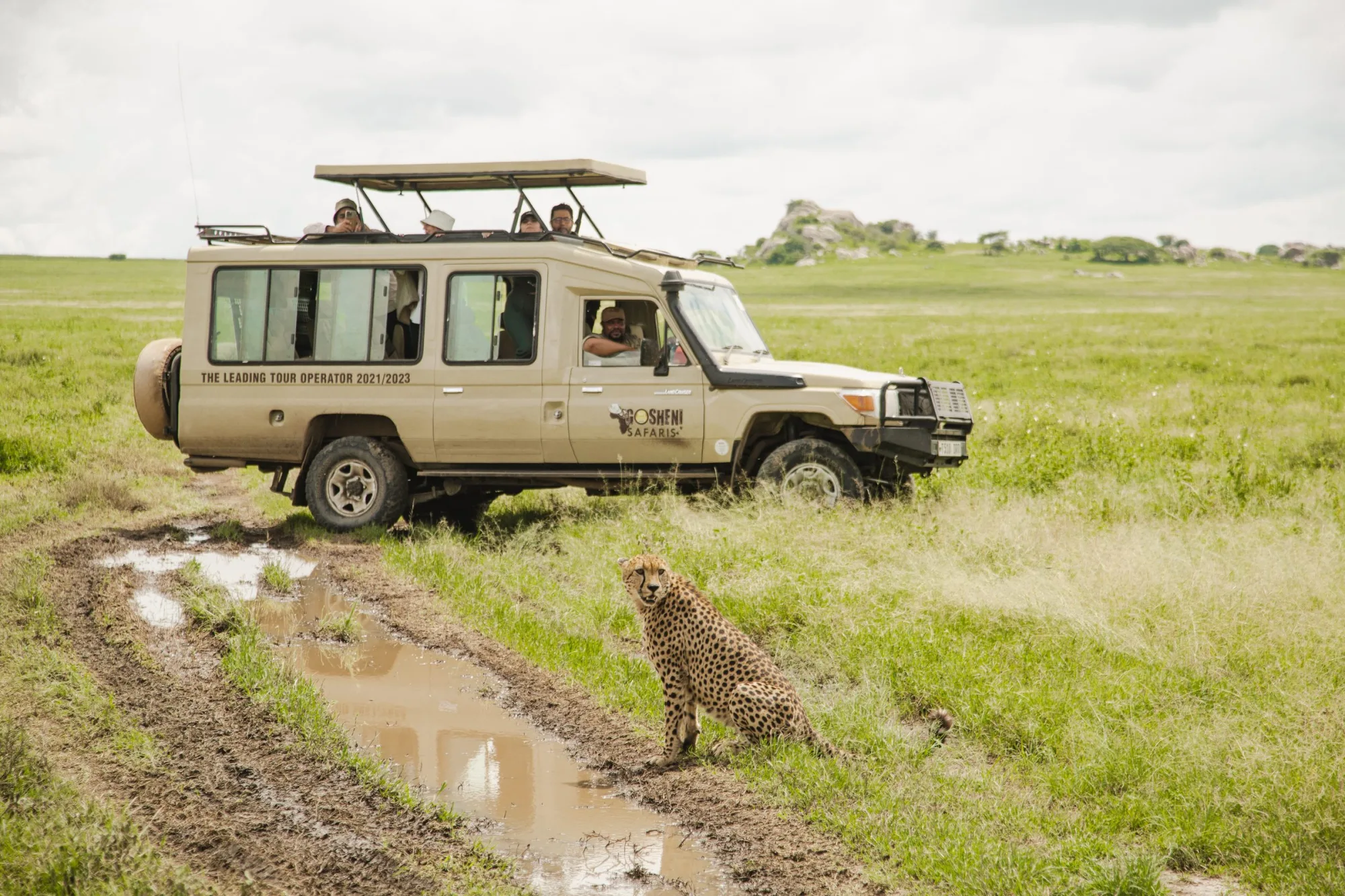 Cheetah by the track