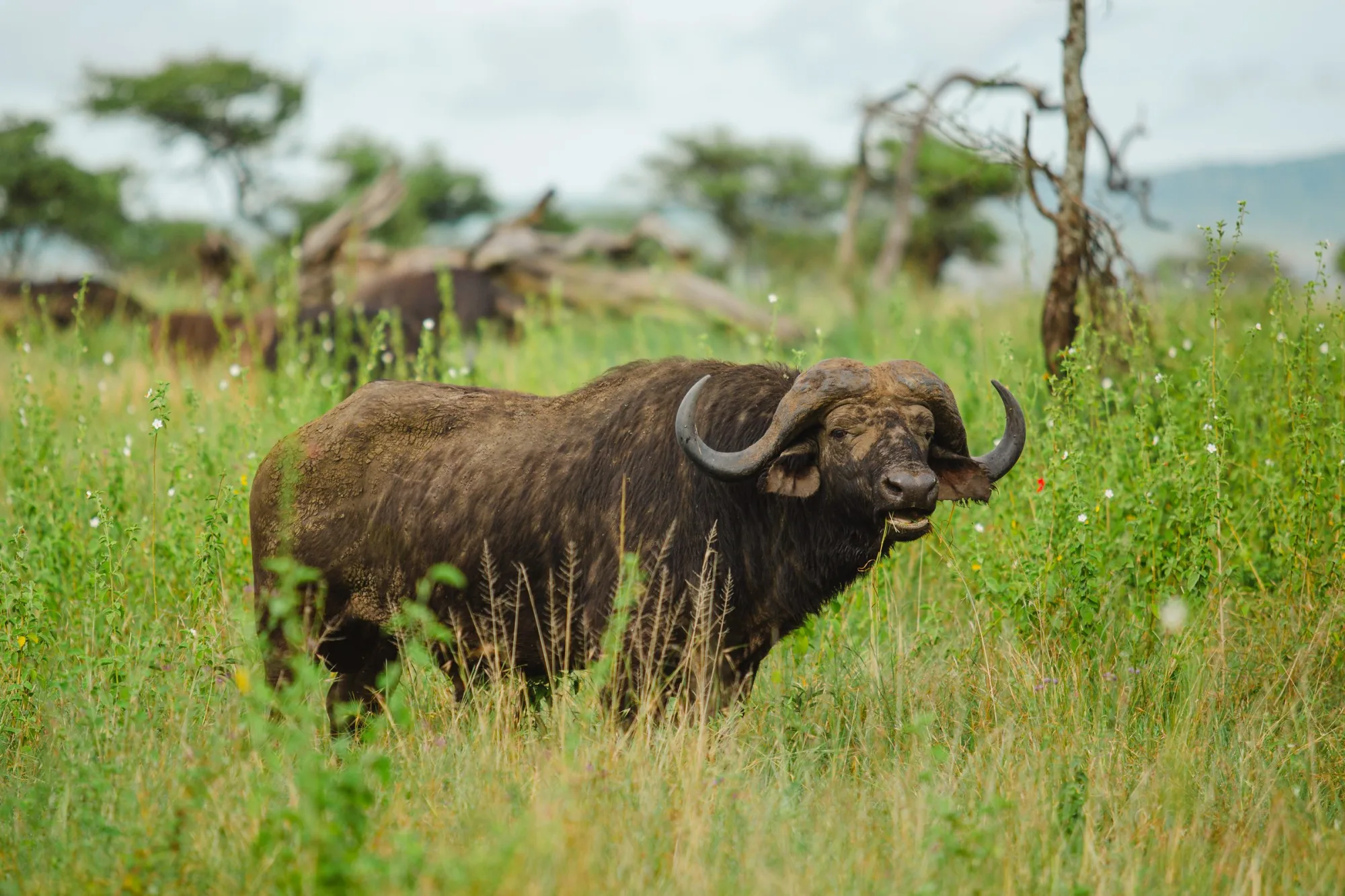 Buffalo in the grass