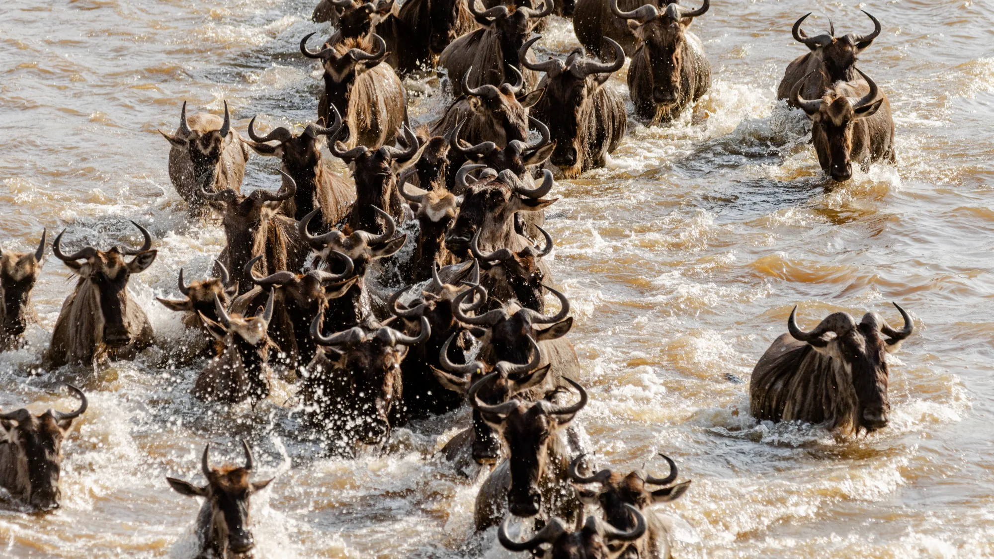 10 Days Exclusive Serengeti Safari (Journey for Migration River Crossing)