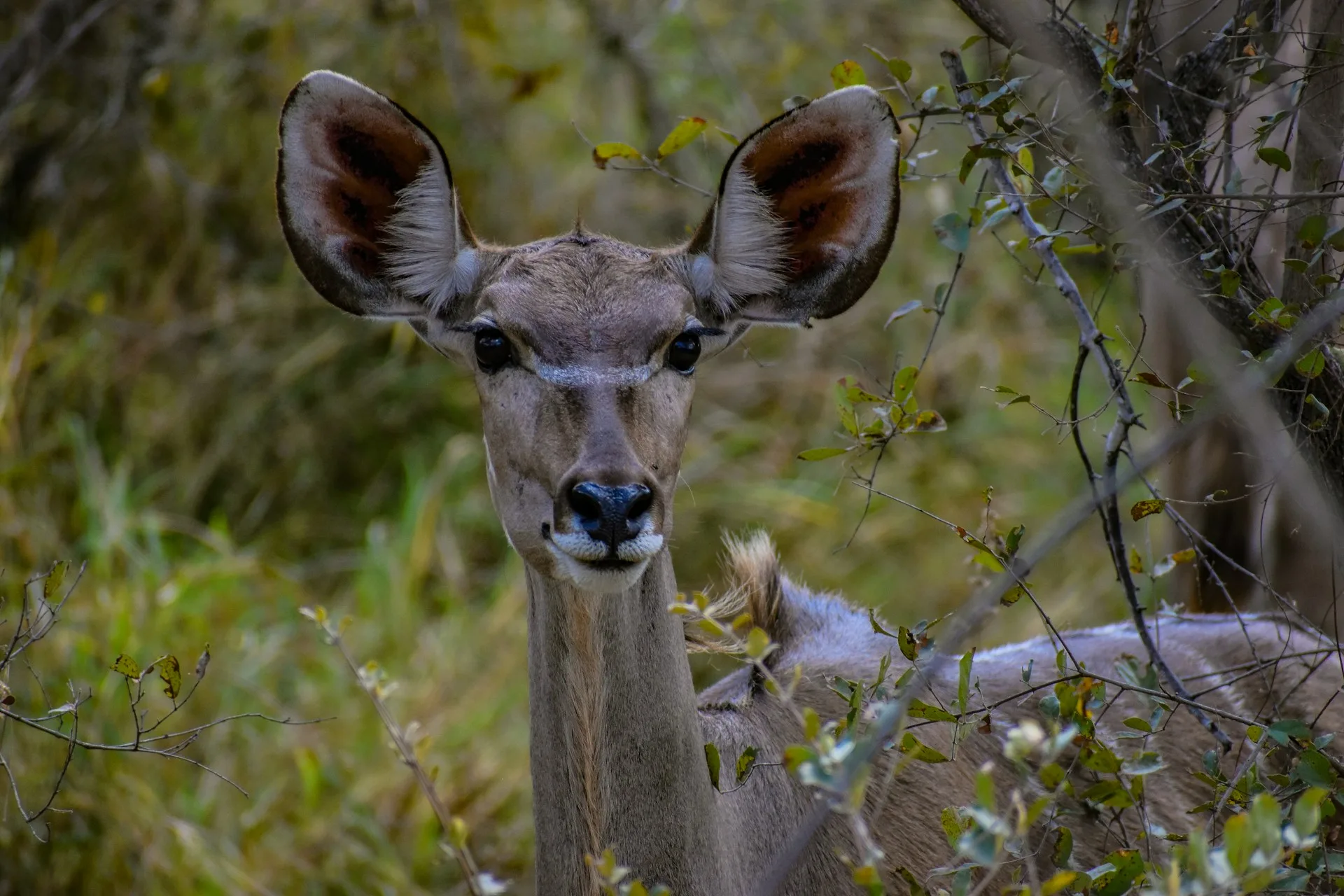3 Day Kruger National Park Safari
