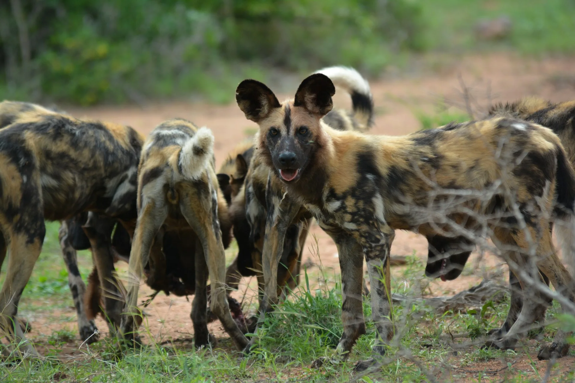 3 Days Timbavati Safari