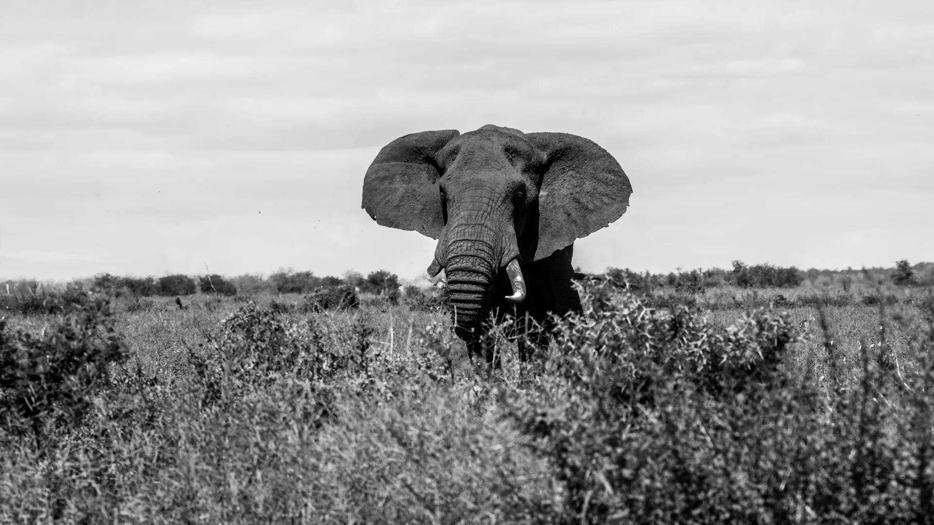 4 Days Kruger National Park Safari and Elephant Encounter