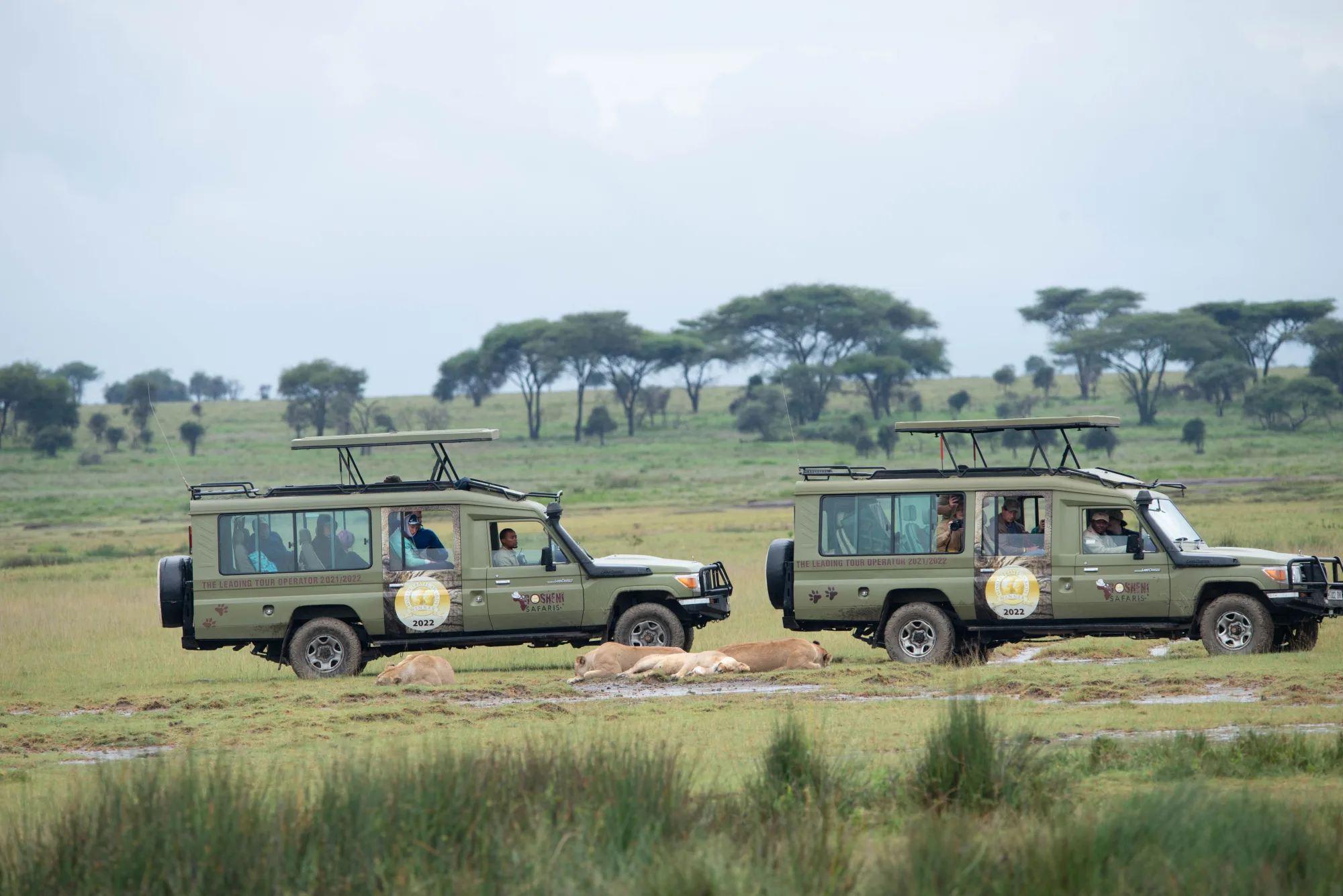 4 Days Ndutu Migration Safari Calving Season