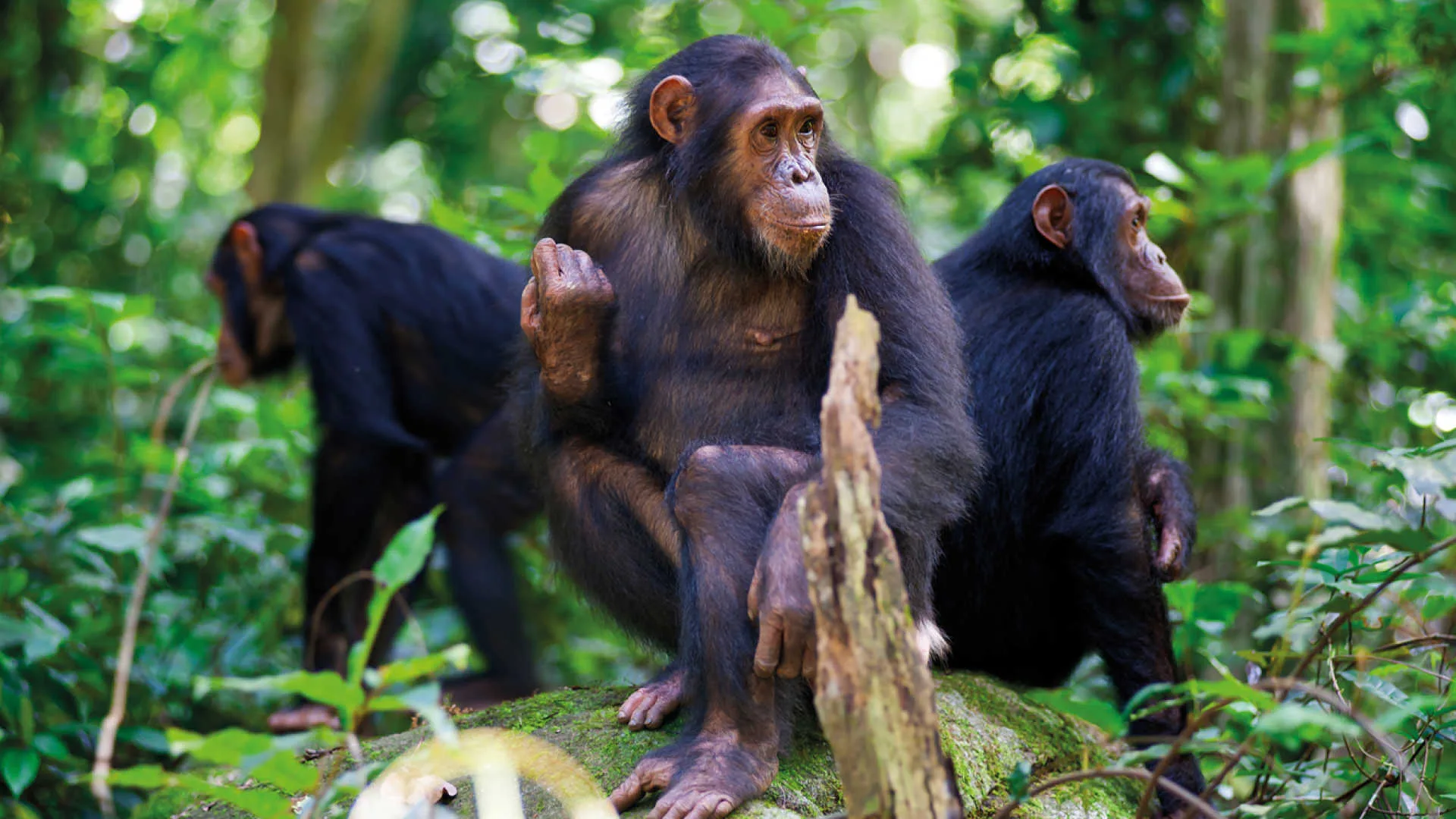 4 Days Rwanda Nyungwe National Park Adventure