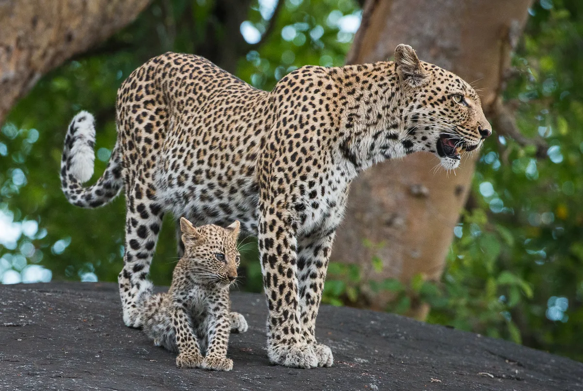 5 Days Kruger National Park and Sabi Sands Game Reserve Safari