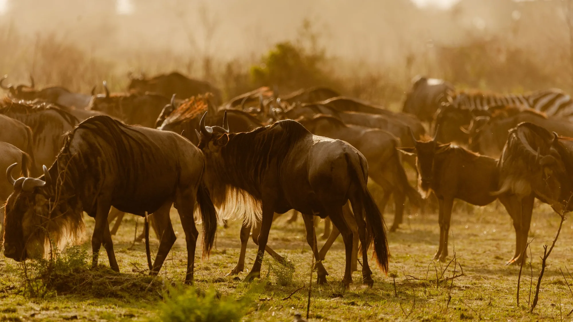5 Days Wildebeest Calving Safari