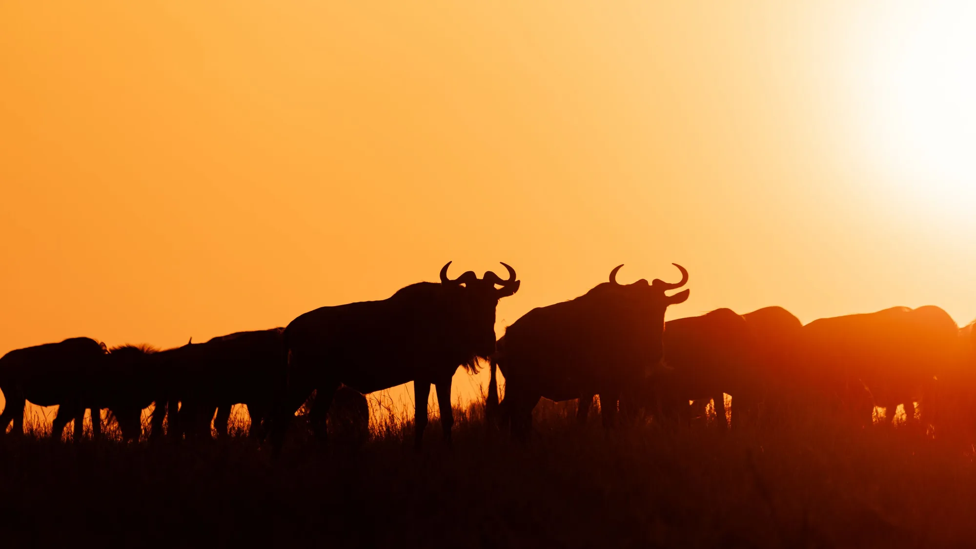 6 Days Tanzania Migration Safari