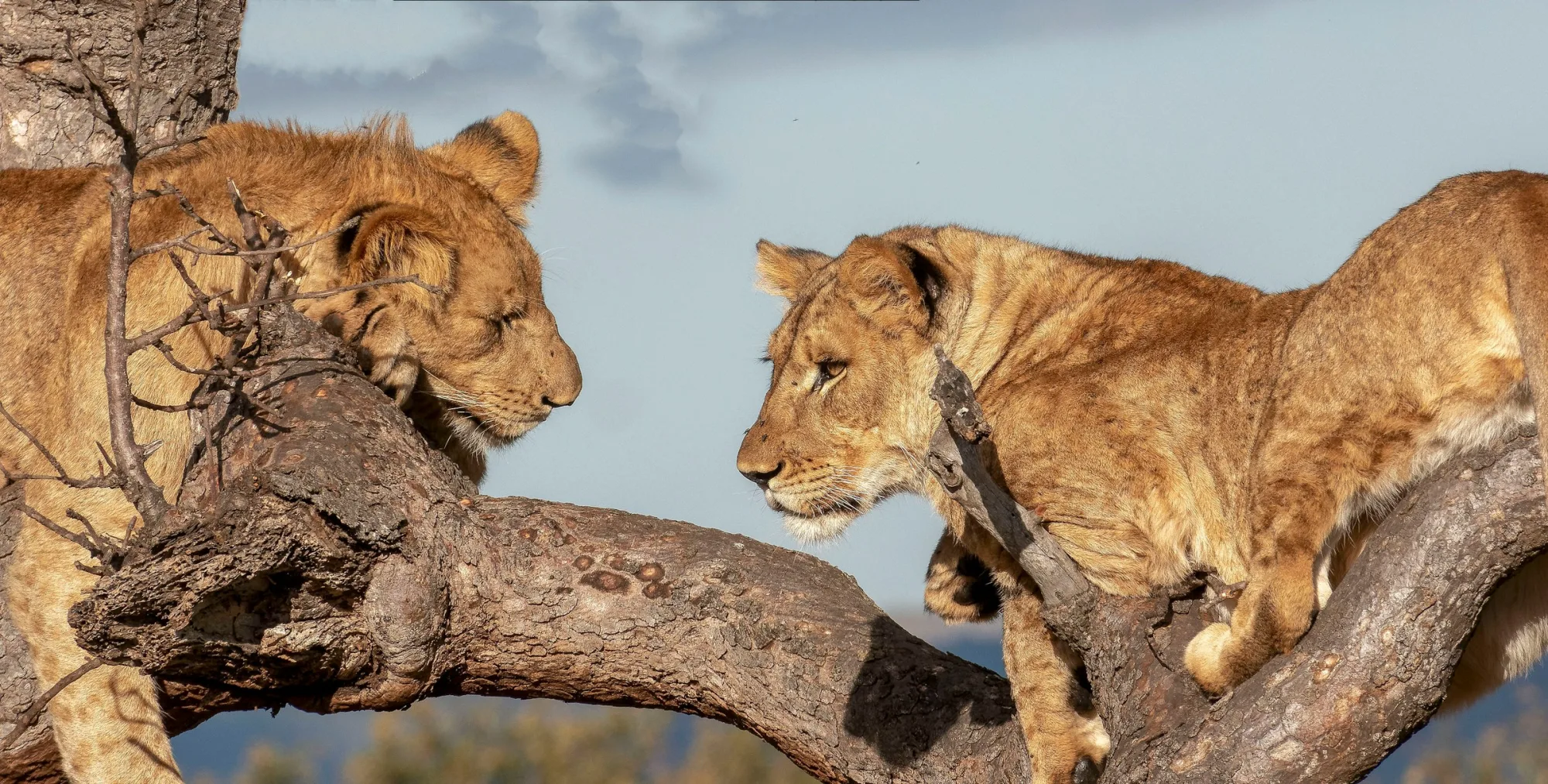 9 Days Ultimate Luxury Safari South Africa