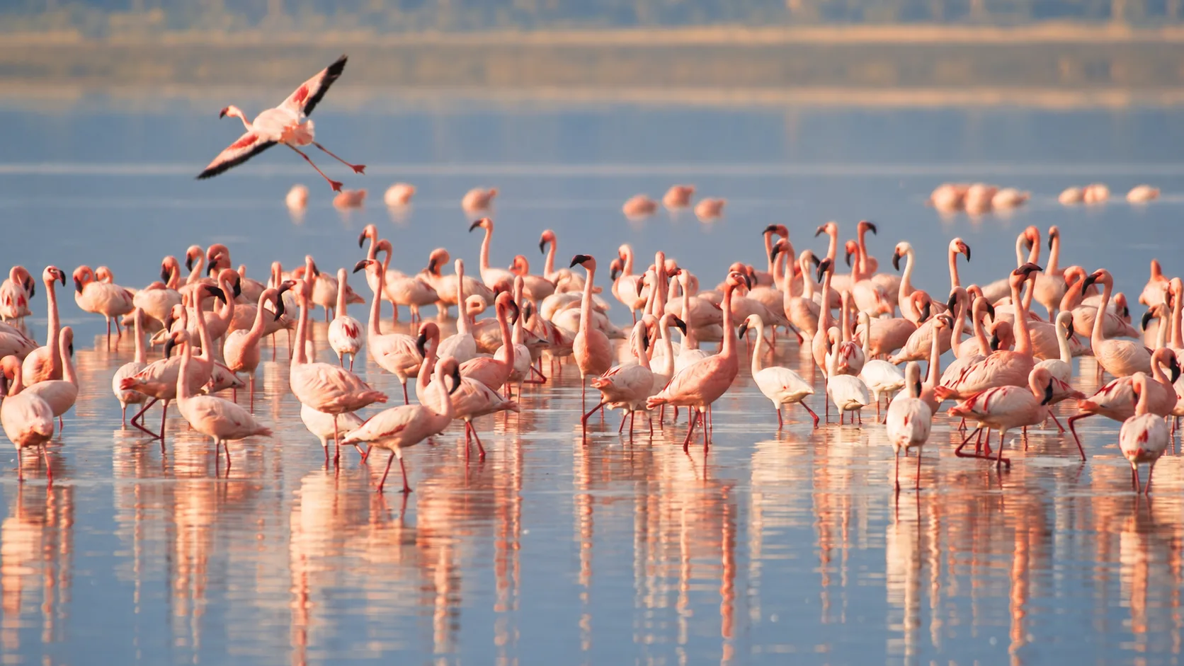 Lake Manyara National Park Day Trip with Walking Safari