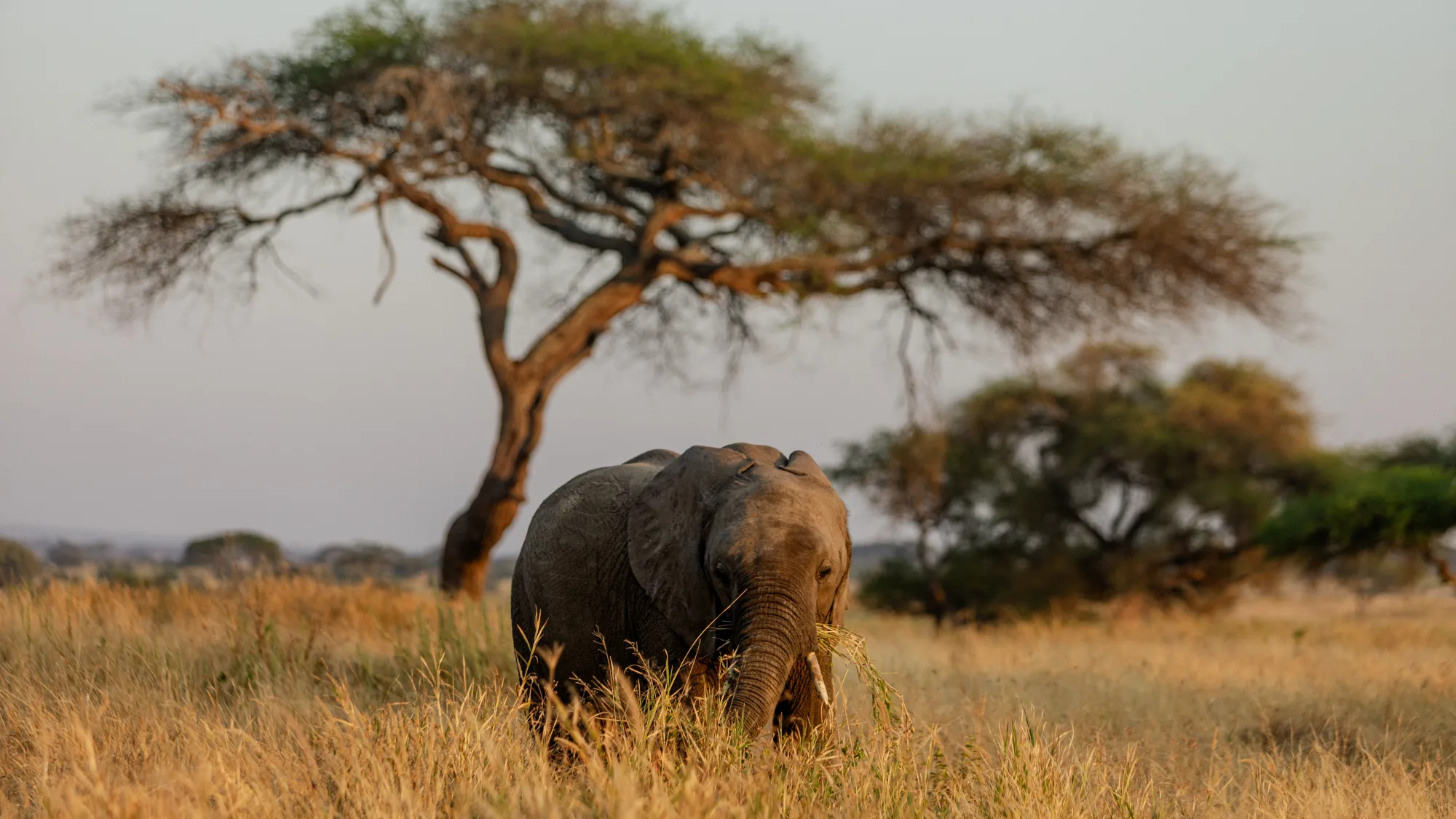 Tarangire National Park Day Trip