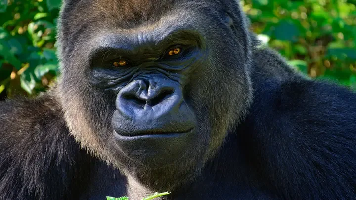 7 Days Explore Rwanda Safari