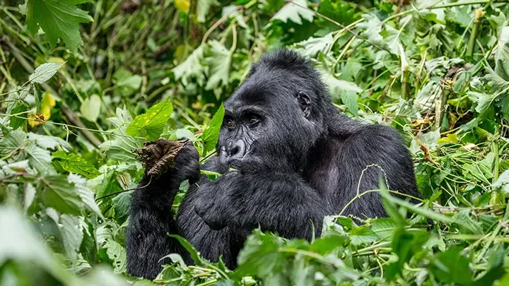 3 Days Gorilla Tracking Safari
