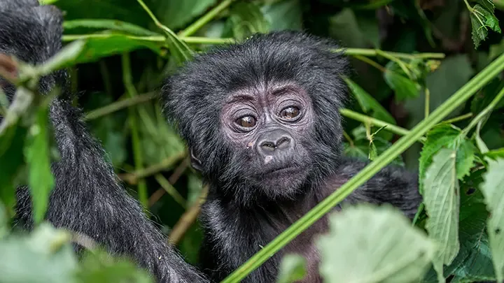 Bwindi Gorilla Forest