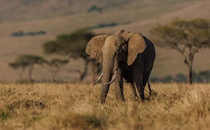 A lone elephant walking through the dry grass of Africa on safari.