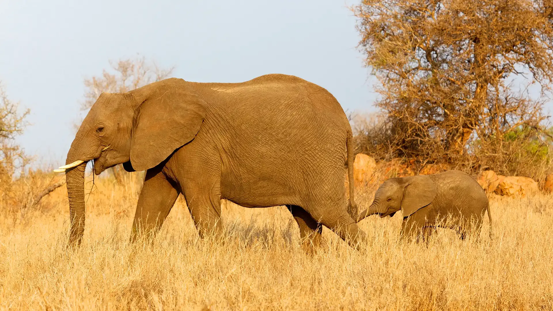 An elephant and her calf cross the golden grass of the Ndutu Area.