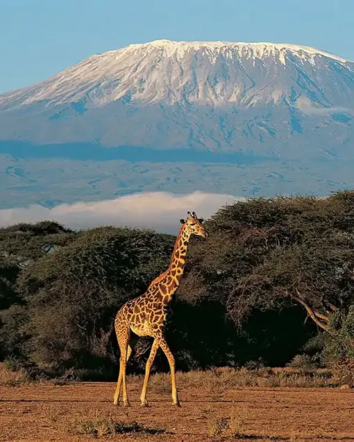 Kilimanjaro climbing window