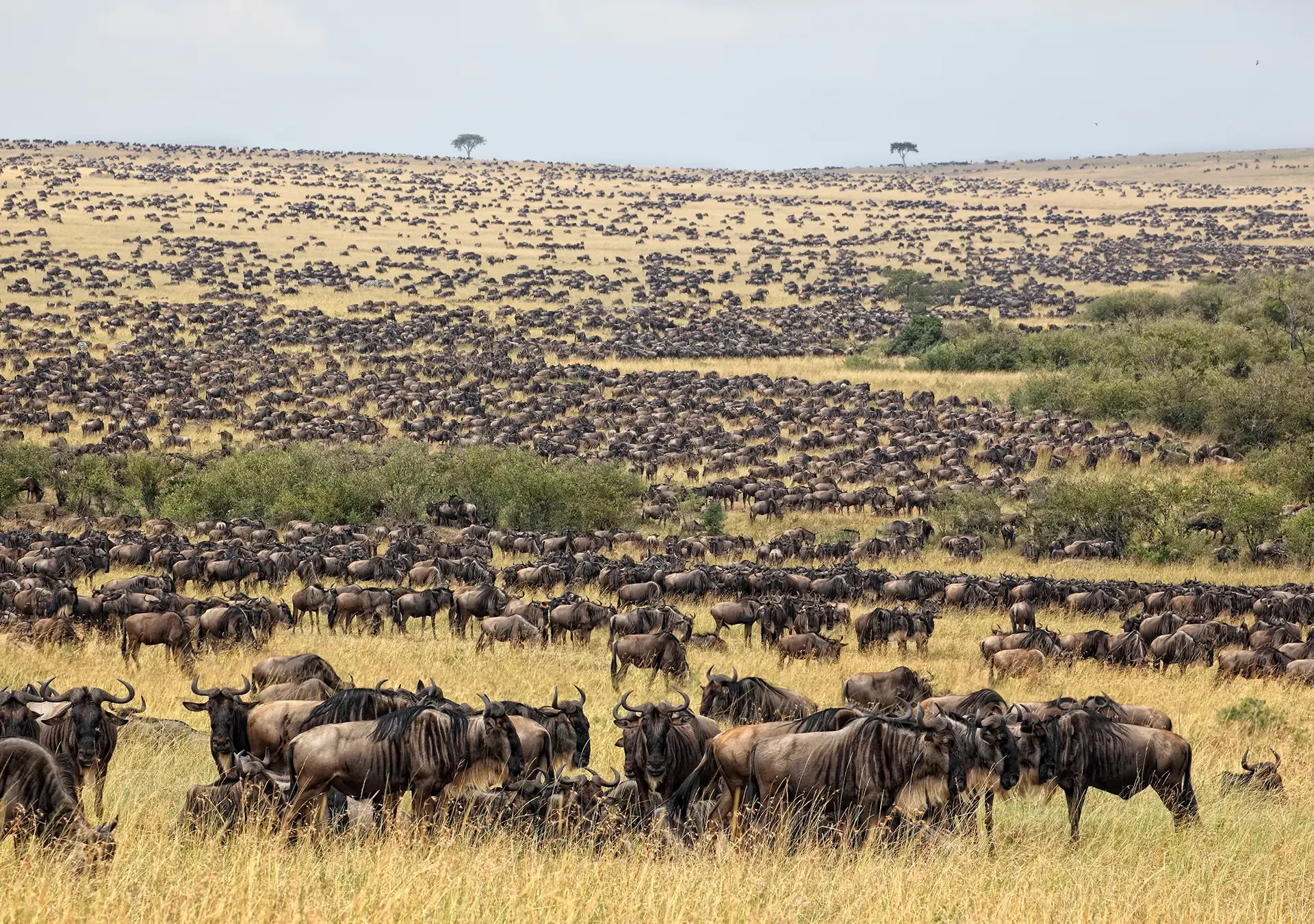 8 Tips to See the Best of the Great Migration Calving Season