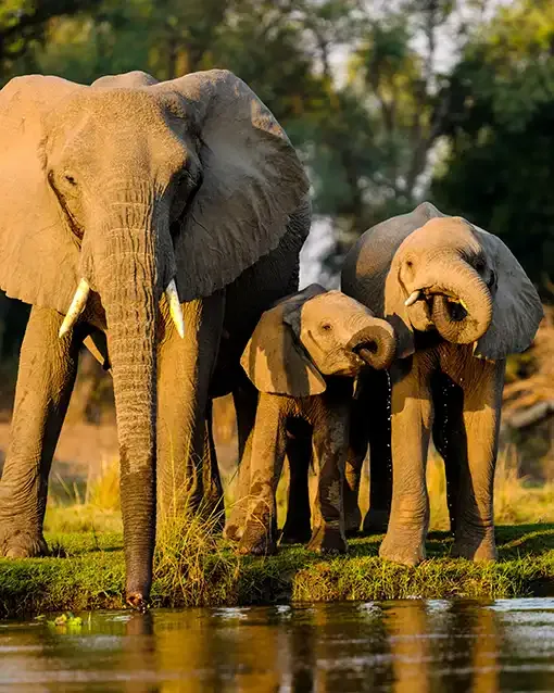 Concentrated wildlife at waterholes