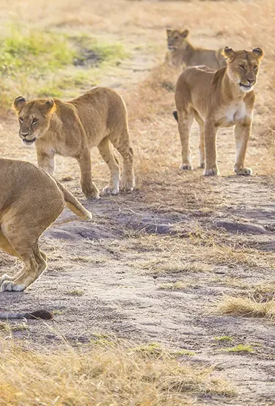 Superb predator sightings