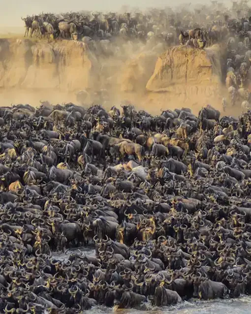 Wildebeest mass along a riverbank during the Great Migration in Tanzania.