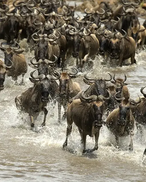 12-Day Signature Great Migration River Crossing Photographic Safari