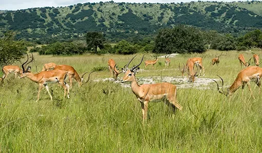 Akagera National Park