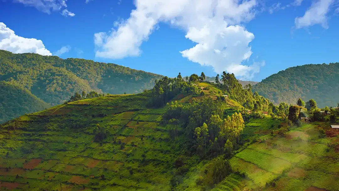Bwindi Impenetrable National Park