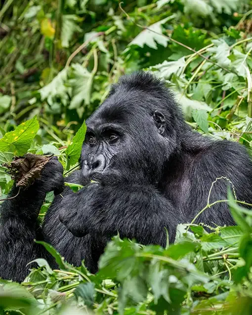 Prime gorilla trekking