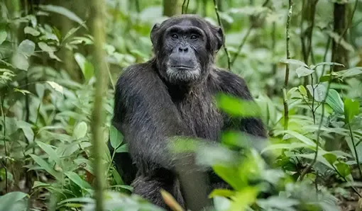 Kibale National Park