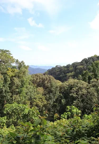 Nyungwe Forest National Park