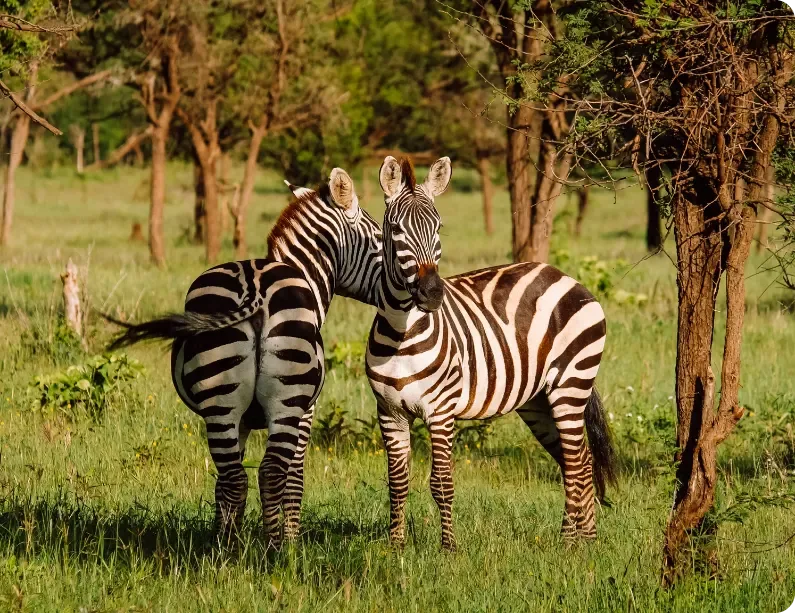 Two zebras nuzzle in the grass of the Southern Serengeti, Tanzania.