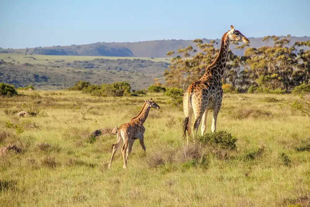 13 Days Victoria Falls, Chobe and Kruger National Park Safari
