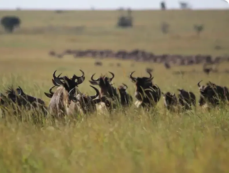 Wildebeest on the move during calving season on the short-grass plains of the Ndutu Area.